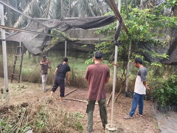 Inspecting the nursery ahead of Liberica coffee propagation activities, 5 October 2026. Documentation: Yayasan Gambut.
