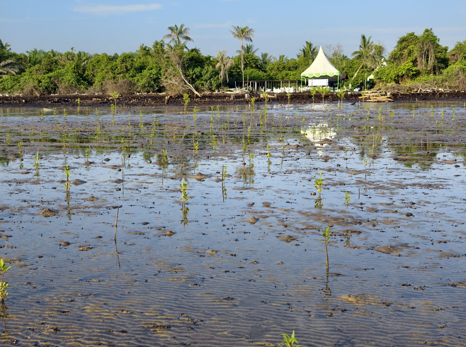 Warga dan mitra dalam kegiatan pemulihan mangrove di Riau